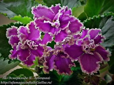 Эсмеральда3